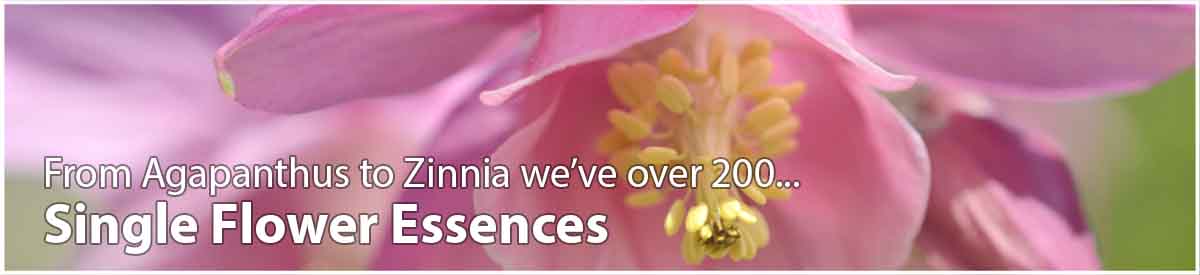 Columbine flower and text - Explore our Single Flower Essences