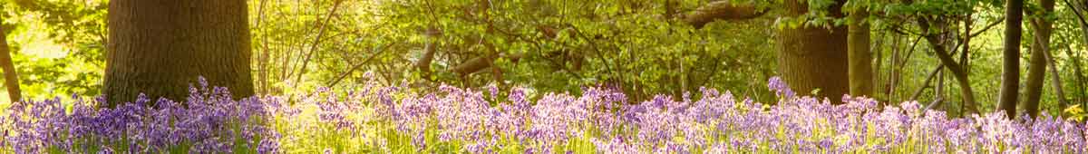 Bluebell Wood