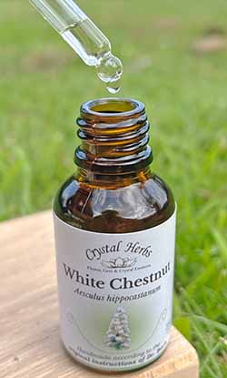 A bottle of White Chestnut remedy with the pipette making drops of remedy