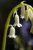 White Bluebells Flower