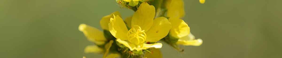 Agrimony flowers Agrimony flowers