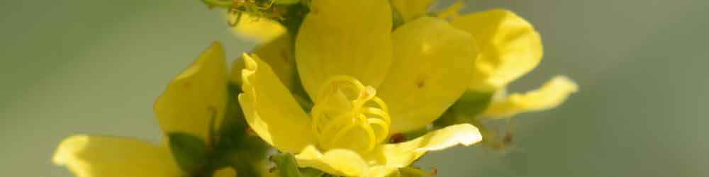 Agrimony Flowers - Bach Flower Remedies Agrimony Flowers
