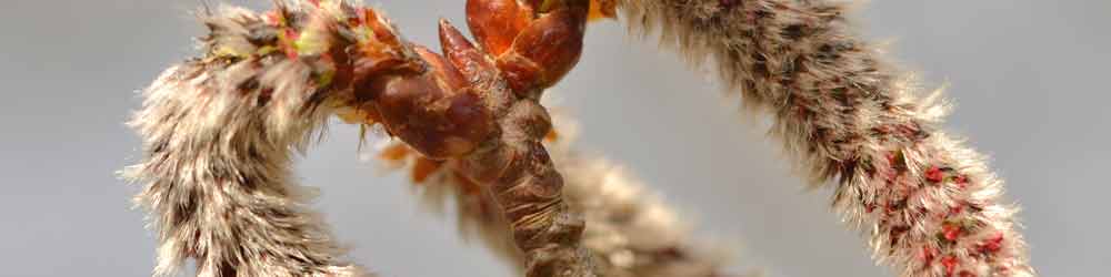 Aspen Flowers - Bach Flower Remedies Aspen Flowers