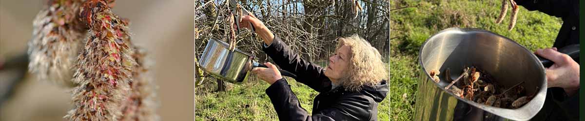 Montage Image - an Aspen flower, Catherine adding the flowers to a saucepan and the flowers in the saucepan