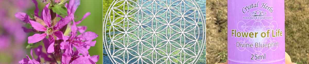 Beyond the Ordinary Montage image - Loosestrife flowers, the Flower of Life symbol and a bottle of Flower of Life Essence