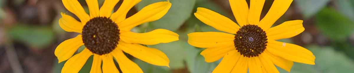 Black Eyed Susan flowers