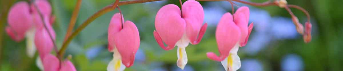 Bleeding Heart Flowers