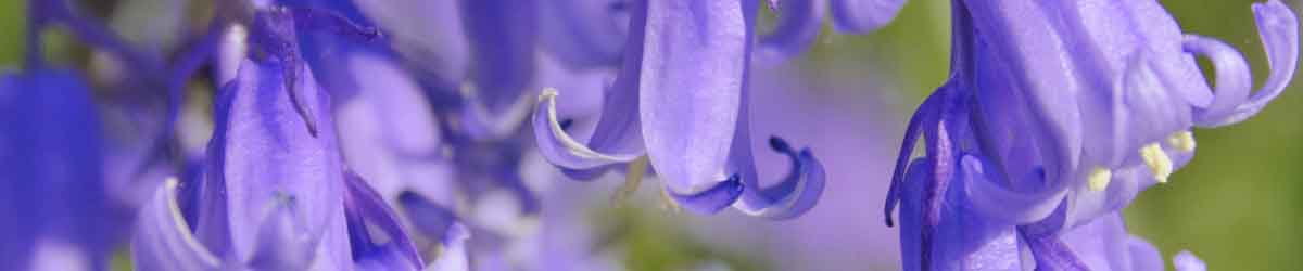 Bluebell flowers - for expression Bluebell flowers