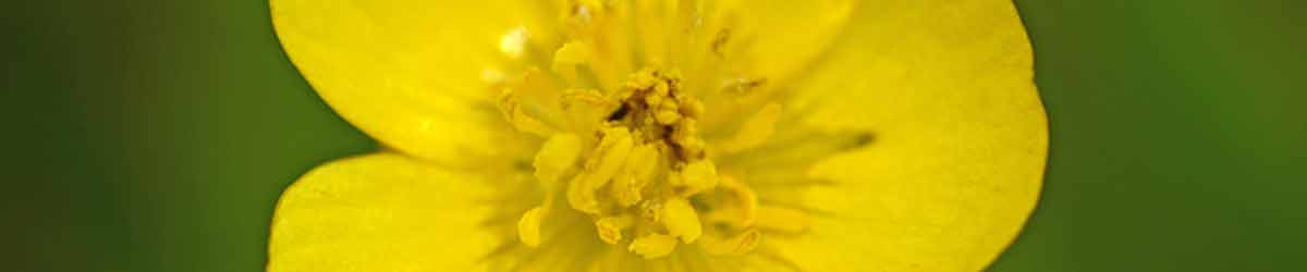 Buttercup flower Buttercup flower