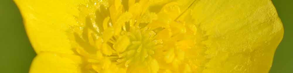 Buttercup - for self worth Buttercup - for self worth