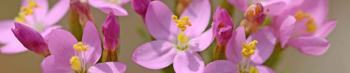 Centaury flowers - beautiful pink flowers