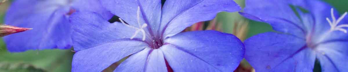 Cerato flowers - beautiful blue Cerato flowers