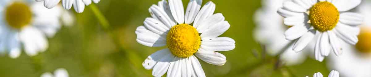 Chamomile Flowers on a green background