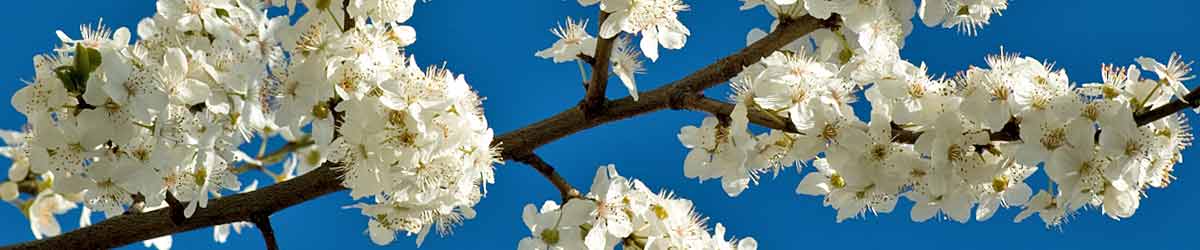 Cherry Plum flowers - beautiful white flowers with a blue sky in the background