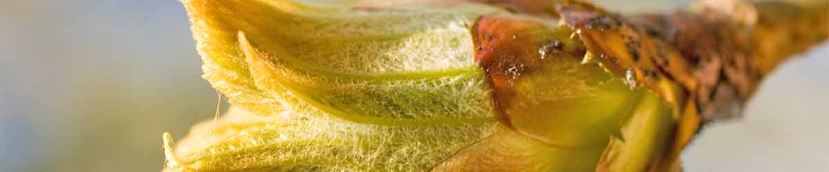 The beautiful Chestnut Bud from the Horse Chestnut tree