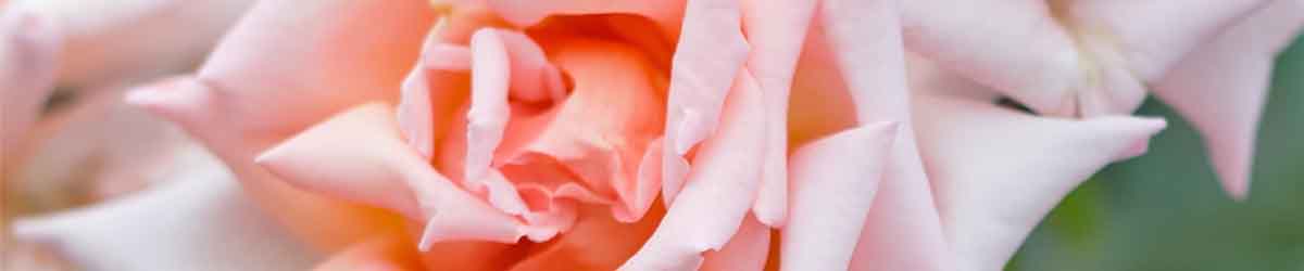Compassion Rose Compassion Rose