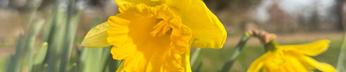 Picture of a Daffodil in the driveway leading to Crystal Herbs