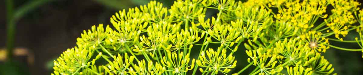 Dill Flower Close Up