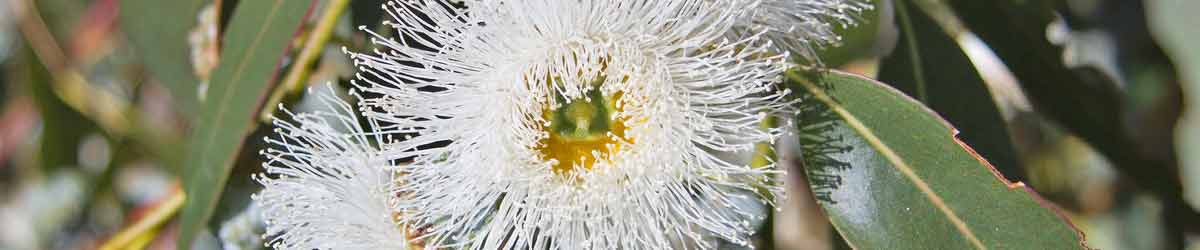 Eucalyptus Flower - one of the essences in the Healing Bereavement Essence Eucalyptus Flower - close up of flower with leaves