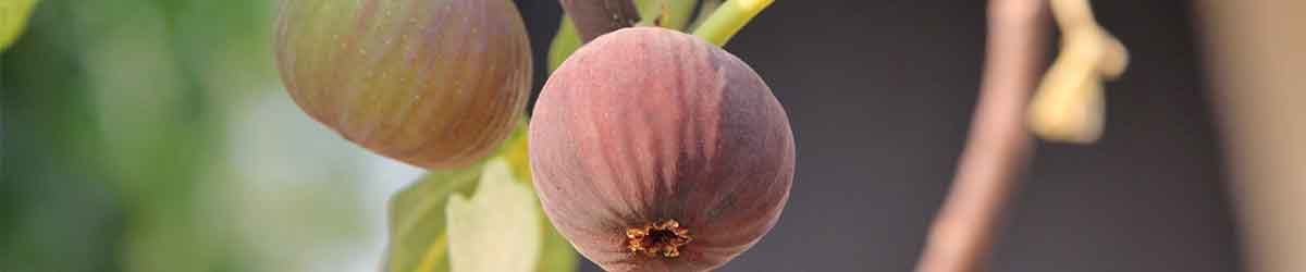 Figs Figs