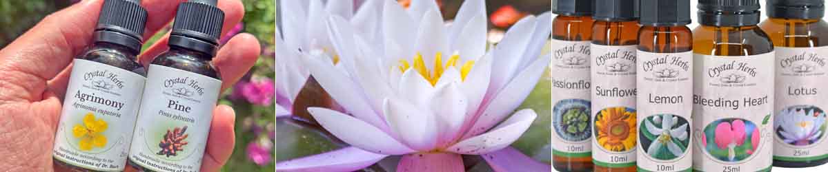 Flower Essences a catalyst for change Montage Image: Bach Flower Remedies held in a hand, a Lotus flower and bottles of flower essences