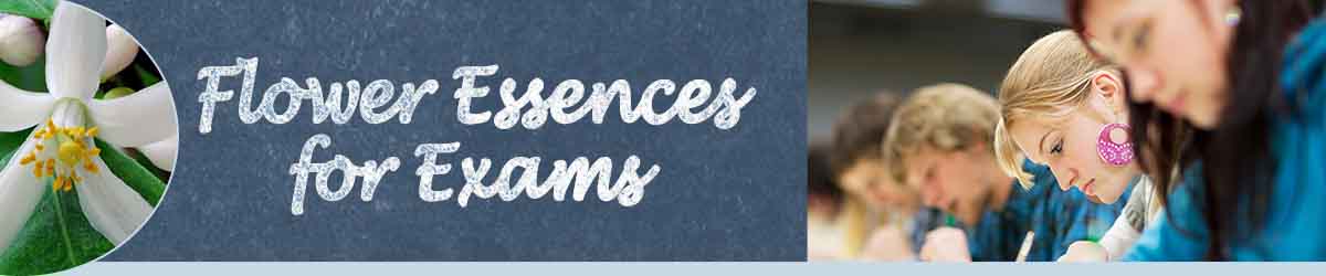 Flower Essences for Exams - flower, text and people taking an exam