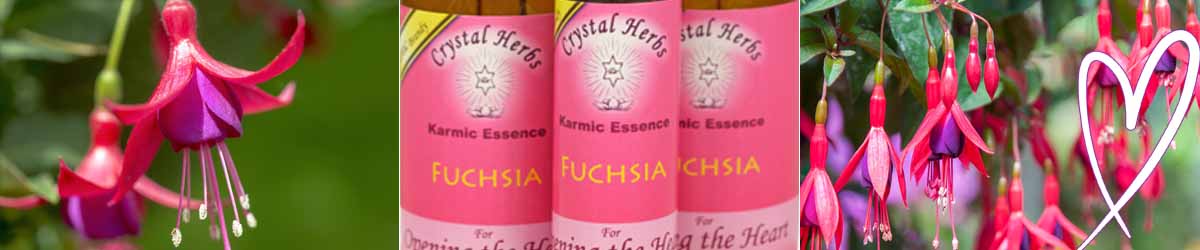 Montage Image: A single Fuchsia flower, three bottles of Crystal Herbs Fuchsia Flower Essence and Fuchsia flowers on a bush with a heart.