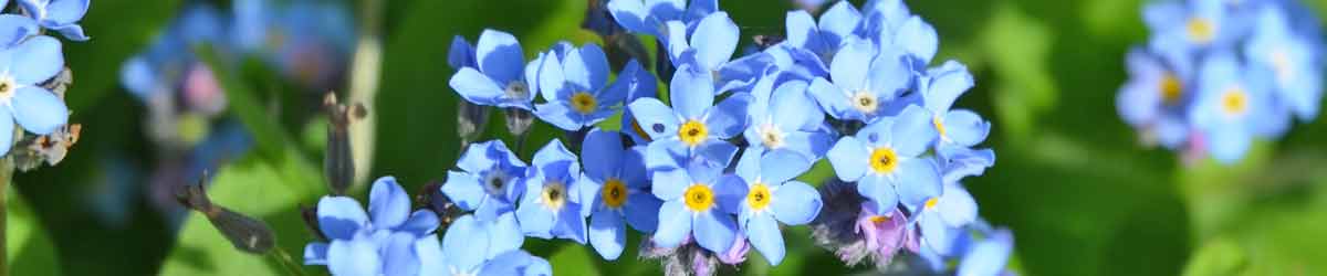 Forget Me Not Flowers