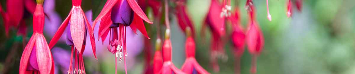Fuchsia Flowers Fuchsia flower heads on a green background