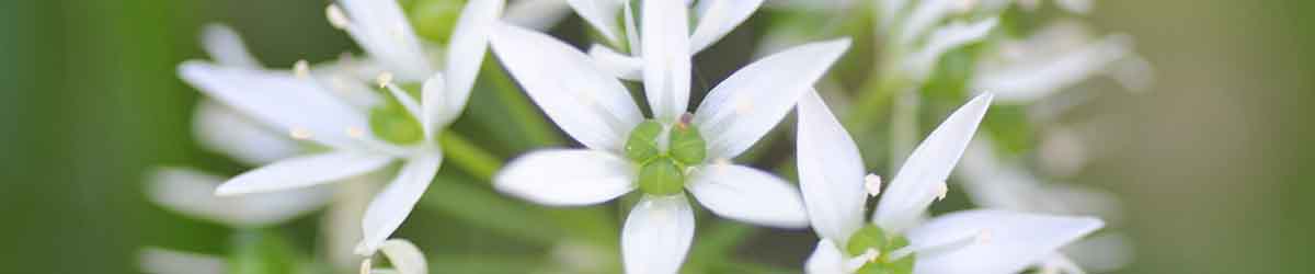 Garlic Flowers