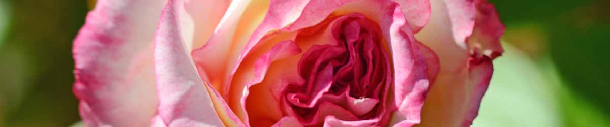 Picture of a Handel Rose flower flower