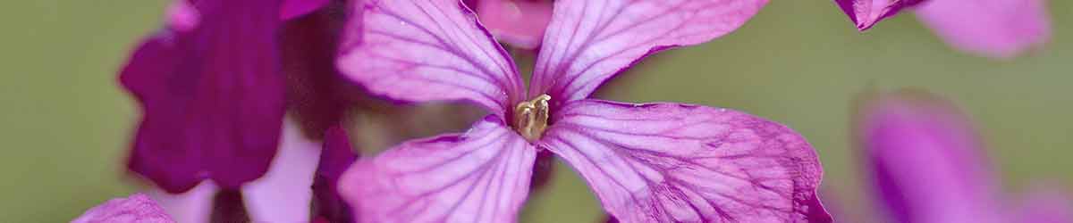 Honesty flowers Honesty flowers