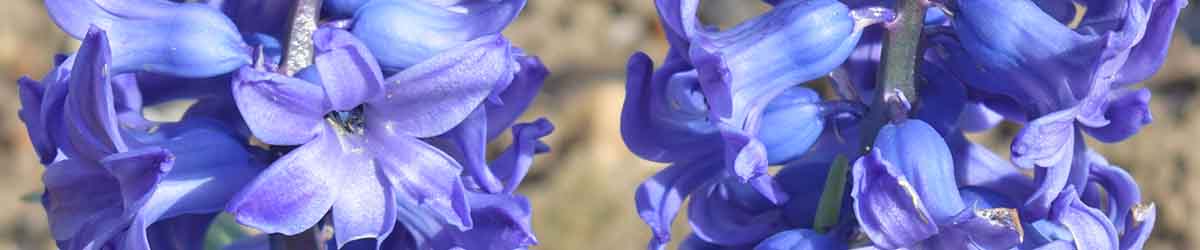 Hyacinth Flowers