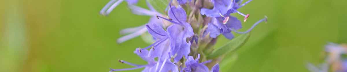 Hyssop Flowers Hyssop flower on a green background