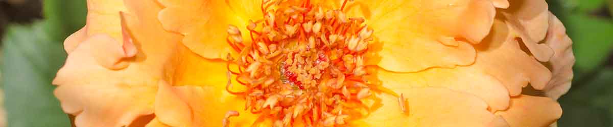 Just Joey Rose Flower Just Joey Rose Flower