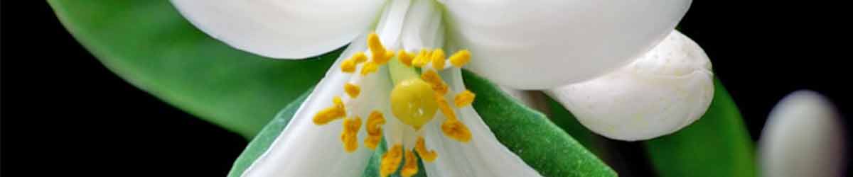 Lemon Flower- close up of flower