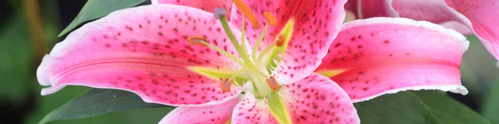 Lily Stargazer - Painful Emotions & Forgivness