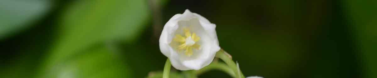 Lily of the Valley flower in the wild