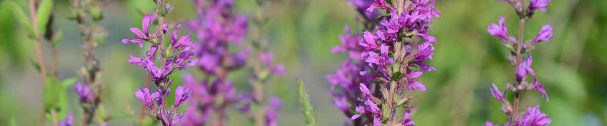 Picture of Loosestrife flowers growing in nature
