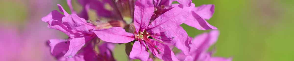 Loosestrife flowers - close up of flowers with a green background