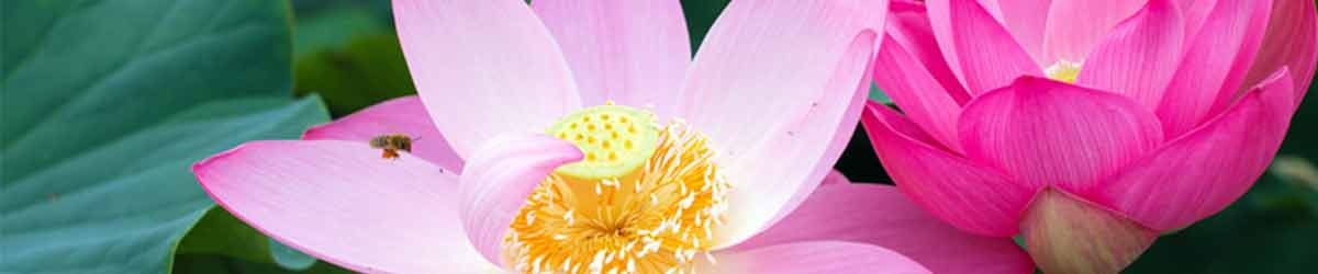 3 Reasons Why You Don’t Trust Your Intuition Lotus Flowers