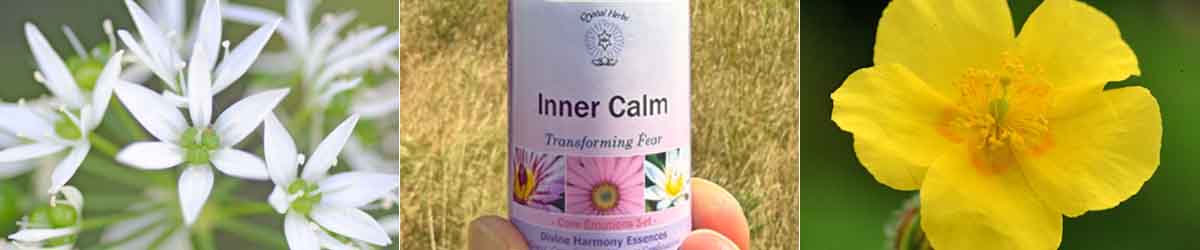 Making Friends With Fear Monage image - Garlic flowers, a bottle of Inner Calm Essence and a Rock Rose flower