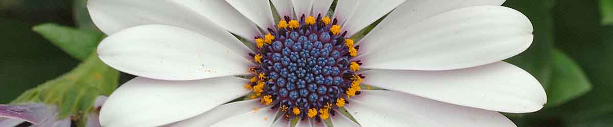 Osteospernum Flower - one of the essences in the Open to Receive Essence Osteospernum Flower - close up of flower in nature