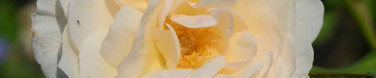 Perdita Rose Flower Perdita Rose Flower
