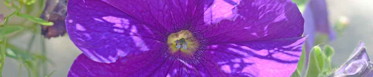 Petunia Flower