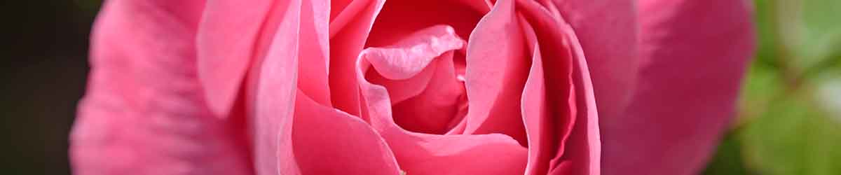 Pink Rose Pink Rose flower