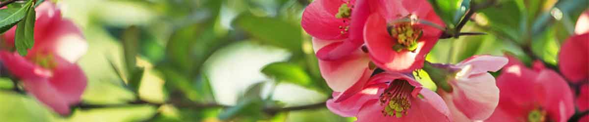 Pomegranate Flower - one of the essences in the Female Essence Pomegranate Flower - close up of flower with leaves