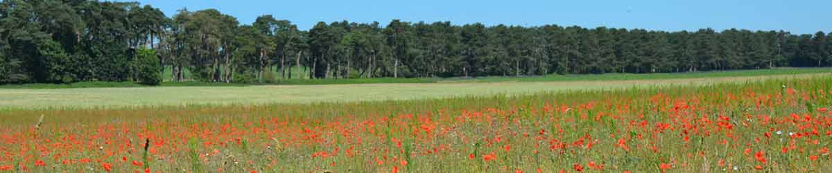 Poppy Field in Summer