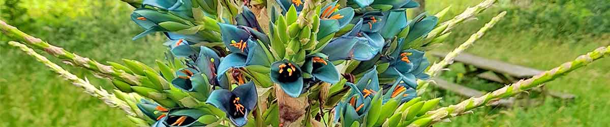 Puya Flowers