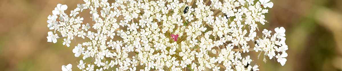 Queen Anne's Lace Flower Queen Anne's Lace Flower